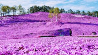 【地域おこし協力隊】「東藻琴芝桜公園管理公社」で働く後継者候補 1名募集中！